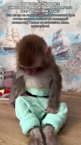 How we hate putting on pants! 😂🐒👖❤️ Luna is ready to argue with Mom over every little fold! 😆🙈 “No pants, Mom, please!” Как же мы не любим надевать штанишки! 😂🐒👖❤️ Луна готова спорить с мамой до последней складочки! 😆🙈 Только не штанишки, мама, пожалуйста#Luna #monkey #おやつタイム #動物動画 #zoo 