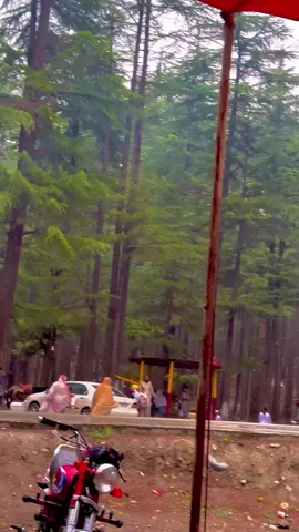 بارش، جنگل اور بیچ میں ایک ننھا سا پُرسکون پارک۔ 🥹🤍 #foryou #foryoupage #viralvideo #KalamValley #naturelover 