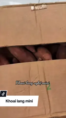 Khoai lang size nhỏ tiện lợi, củ nhỏ ăn vẫn rất ngon, dẻo ngọt, thơm lắm nha #khoailangnghe #viral #thuhaifreeship #khoailangmatnghe #hangvietvuonminh 
