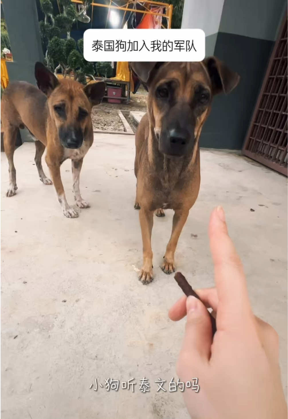 零食在手，去哪里都可以交朋友🐶 #dog #straydog #流浪狗