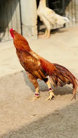 Peela zehreela 