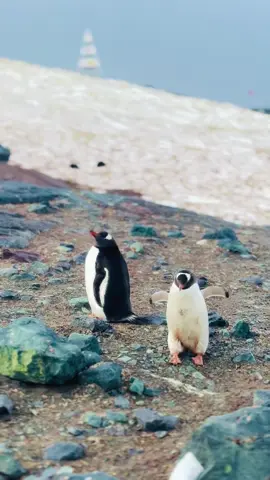 Penguins in Antarctica. One of my favorite trips of all time was to Antarctica. Such an amazing place and the penguins are so fun to watch.#nature #adventure #antarctica #penguin #fyp 