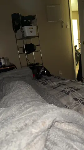 The void is ignoring momma🐈‍⬛💗🐱 #fyp #xyzbca #kitten #viral #voidcat 