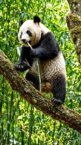 the panda 🐼🐼🐼  #Panda 🐼 #PandaInTheJungle JunglePanda #CutePanda PandaLife Wildlife AnimalVideos CuteAnimals Nature JungleLife PandaLovers #ViralVideo Trending FYP ForYou TikTokViral🐼🐼🐼