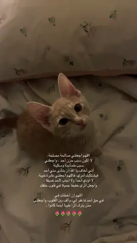 الحمدالله على كل حال..❤️#اكسبلور #fypppppppppppppppppppppp #اكسبلورexplore #اكسبلور #الشعب_الصيني_ماله_حل😂😂 
