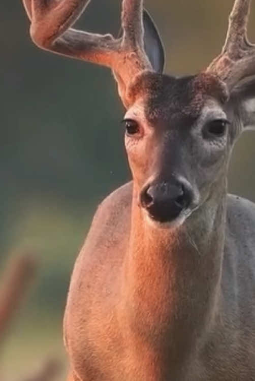 THIS IS WHY PEOPLE LOVE WHITETAIL DEER HUNTING. 🦌 You can spend an entire season looking for one buck… And never see him. Trail cameras show him after dark. His tracks are everywhere. Fresh rubs appear overnight. Scrapes are getting bigger. But the buck himself? GONE. Then the WHITETAIL RUT arrives. The woods change. Does start moving. Bucks start cruising. And that mature whitetail buck you've been waiting for can suddenly appear in broad daylight. One second… NOTHING. The next… A GIANT WHITETAIL IS WALKING THROUGH THE TIMBER. Heart racing. Hands shaking. You don't move. You don't breathe. You just watch. Because every deer hunter knows… SOME BUCKS AREN'T JUST DEER. THEY BECOME MEMORIES. 🦌 What would you do if this buck suddenly walked into view? FREEZE 😳 FILM IT 📱 OR TAKE THE SHOT?  #Whitetail #WhitetailHunting #DeerHunting #WhitetailBuck #BigBuck  