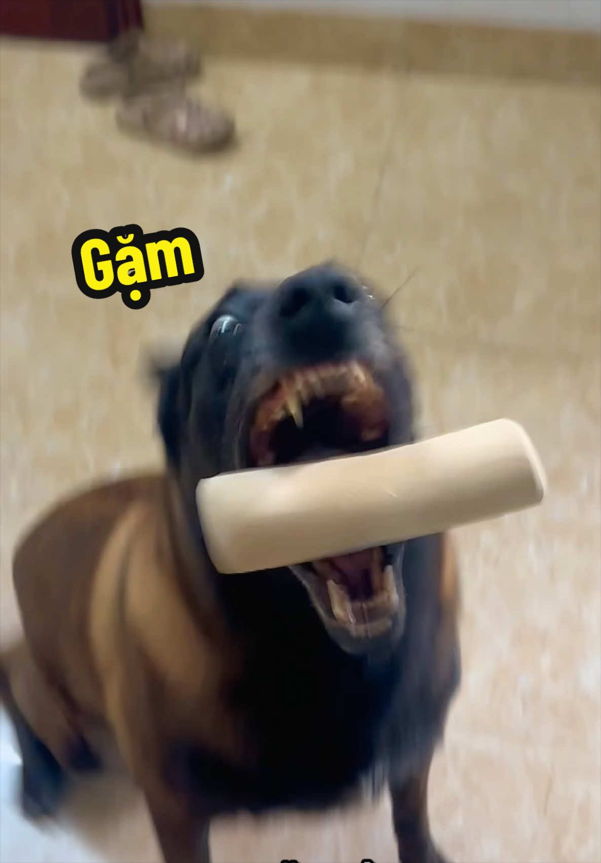 Cai gặm dép bước 1 😀 #nhatungcocho #pet #dogs #dogsoftiktok #rex 