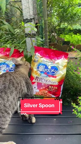 Thức ăn hạt cho mèo Silver Spoon.Dòng này nhập từ Nhật #manmeo #thucanchomeo #catfood #catsoftiktok #silverspoon 