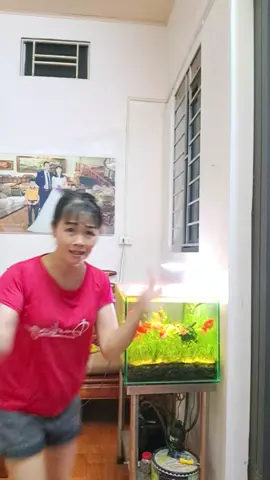 xả thơm lắm#nuocxavai #comfort #huonggiang8588 