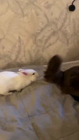 Play only with tail ! #bunny #rabbit #foryou #foryoupage #fyp 