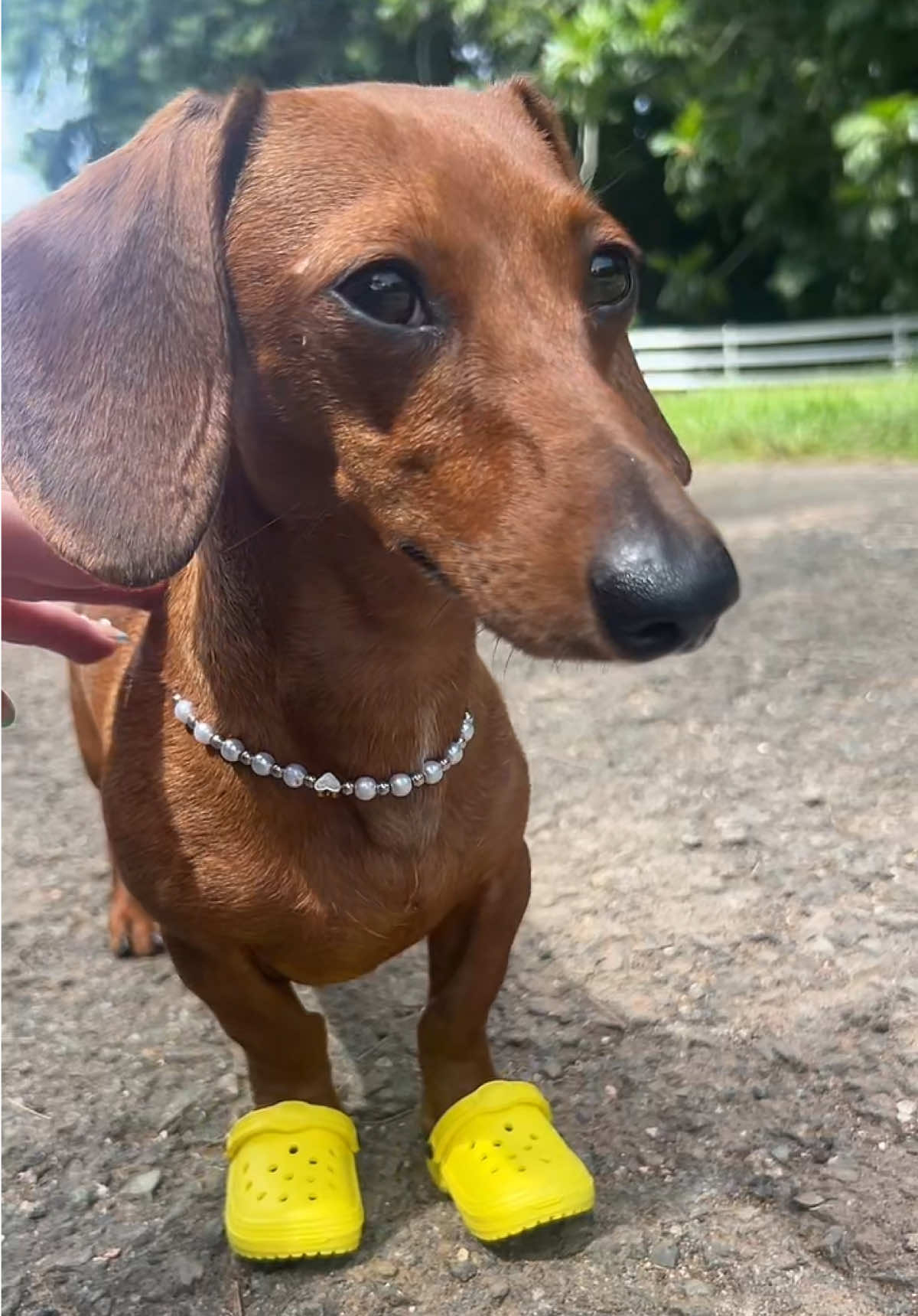 Kira con sus nuevas crocs 🌼que le regaló @Slinky🌭🐶 🥰gracias hermoso 🥰🥰#perrostiktokers #perrossalchichas #dachshund #fyppppppppppppppppppppppp #paratiiiiiiiiiiiiiiiiiiiiiiiiiiiiiii 