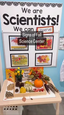 Preschoolers learn so much by observing, touching, and handling real-life materials. They need to use all of their senses to develop an understanding of each concept. That’s why we love this center! Students can pick up the fall objects. They feel the weight, the texture, the size and shape. They see the colors and the patterns. They compare similarities and differences. They notice small details, like the silk on the harvest corn and the lids on the acorns. At the science center, they practice new vocabulary and use it to describe the objects. Their brain synapses are connecting as they put all of the pieces of information together to form the concept: These are Signs of Fall! 🍁🎃🐿🌰🕷 Would you like a link to the science center printables? I can drop the clickable link in your DMs. Just let me know! 👋📥 #PreschoolTeacher #PlayMatters #PlayMore #PlayIsEnough #PreKTeachers #PlayBasedLearning #EarlyChildhoodEducation #PreschoolTour #LearningThroughPlay #PreschoolActivities #PreKClassroom #PreschoolPlay #ChildhoodEducation #TeacherTips #PreschoolIdeas #PreschoolInspiration