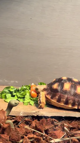 The little dirt on his shell is a new addition haha #tortoise #fyp #salcata #trending #eating 
