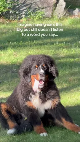 *ears for decoration ONLY* #BerneseMountainDog #funnydogs #bernesepuppy 