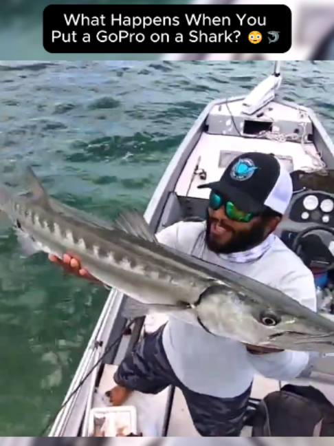 What Happens When You Put a GoPro on a Shark 😳🦈 #SharkFishing #GoPro #Underwater #Fishing #Shark