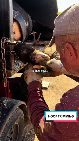 Healthy feet are so important! #farmtok #hooftriming #cows #cattle #livestock 