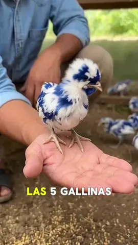 Las 5 razas de gallinas más EXTRAÑAS y locas del mundo! 😱🐓 La 4 pone huevos azules y la #1 parece modelo de pasarela. ¿Conocías a alguna? 👇 ​#gallinasraras #datoscuriosos #araucana #animalestiktok