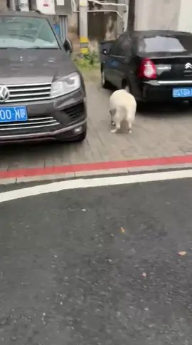 #粉丝一千万 #dog #funnyvideos #foryou #fypシ゚viral 