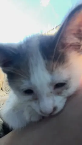 New kittyyyyy #kitten #kittycat #cute 