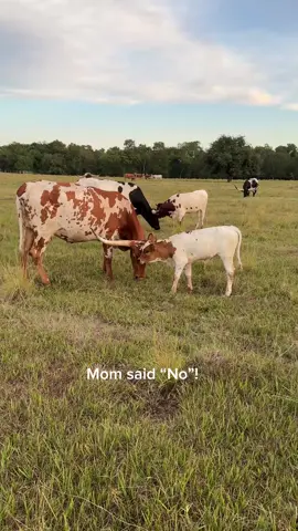 Candy Crush's heifer wanted to play, and mom had to shut her down so she could eat! I only got a bit of this exchange. this little heifer did not take 