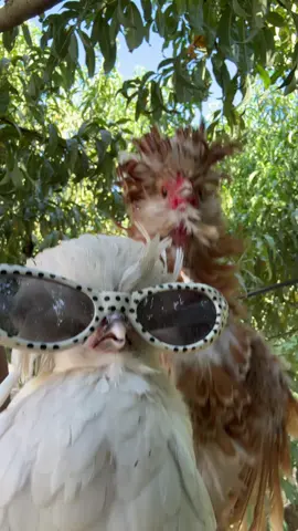 Adv #newmusic #housemusic #chicken #perte #dance 