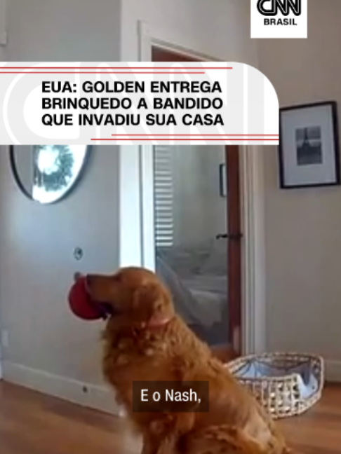 NEM TODO GOLDEN, MAS SEMPRE UM GOLDEN Um casal de San Diego, na Califórnia (EUA), estava prestes a entrar em um voo quando recebeu um alerta da câmera de segurança de que a sua casa estava sendo invadida. Eles, no entanto, não esperavam que o seu golden retriever, Nash, seria tão receptivo com o bandido. #CNNBrasil #GoldenRetriever #Cachorro #EUA #Notícias Vídeo: Dante Rowley