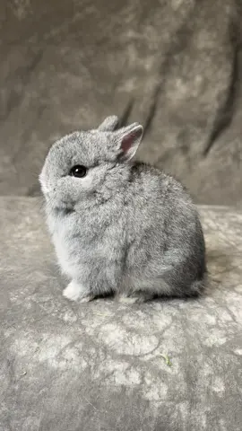 #กระต่ายแคระ #pets #สัตว์เลี้ยงtiktok #うさぎ #กระต่าย 