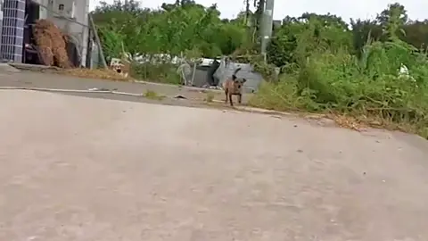UFO and Dogs EP94 #dog #dogchase #dogprank 