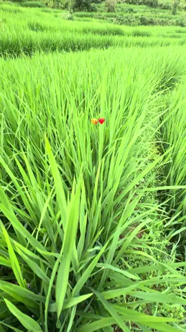 #fyppppppppppppppppppppppp #naturevibes #fypppppppppppppppppppppp #villagelife 