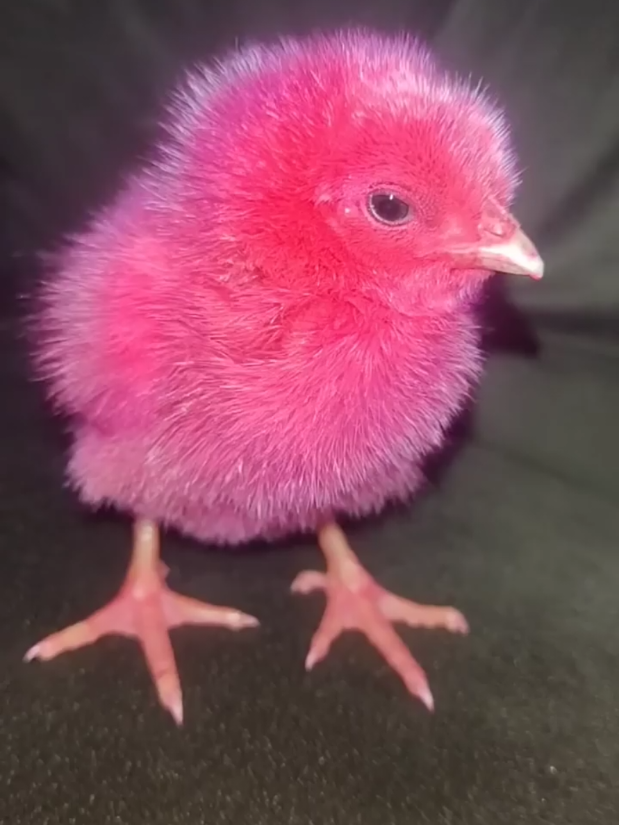 #chick #baby #fyp #viral 