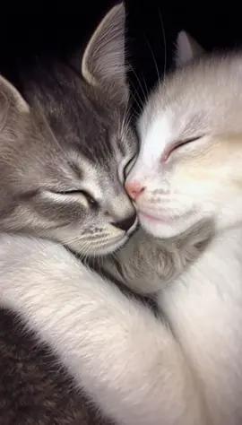 purrmania V 😍 #kitten #cuddle #Love #youandme #viral 