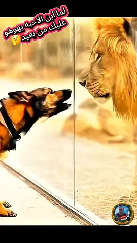 وسط غابة فهد قاعد #fyyyyyyyyyyyyyyyy #fy #ابو_چودي_وحش_الخليفة #بناتي_جودي_ورودينا #چودي_ورودينا 