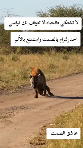 #CapCut #اكسبلورexplore_اكيبلور_explore الحياة لا تتوقف علي احد ولكن التزم بالصمت عاشق الصمت 