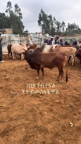 ሚያቀው ካለ
