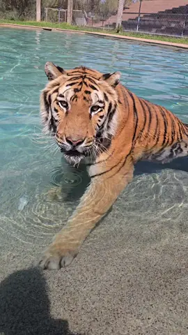 A girl, a pool and zero plans. Harmony doing her own thing during Zeke's show ❤️