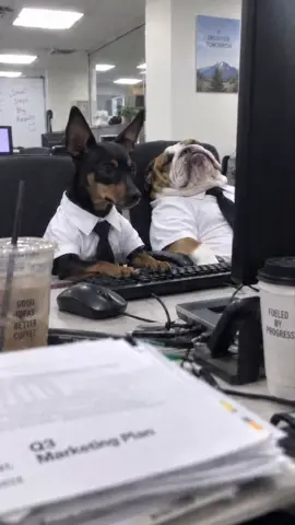 Who doesn’t hate Monday work?#Dogsoftiktok #OfficeLife #TiredAtWork #CuteDogs #FunnyVideos       