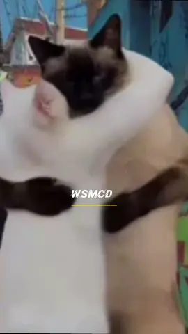chama segue nos aí rapaziada 