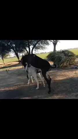 Two Donkeys Breeding in the Village 🫏🌾 | Natural Animal Behavior & Rural Farm Life #Donkeys #DonkeyBreeding #VillageLife #FarmAnimals #AnimalBehavior #AnimalEducation #DonkeyLife #RuralLife #AnimalLovers #ViralVideos