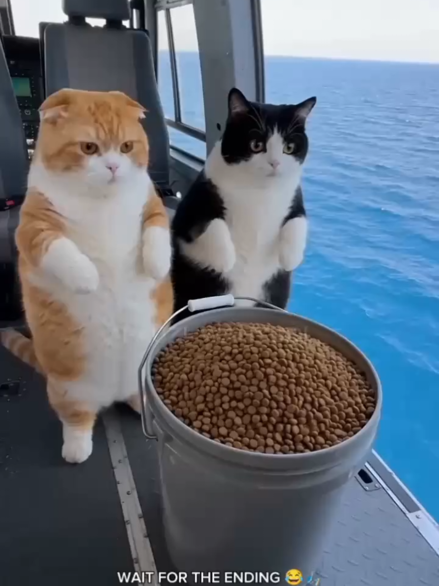 please support me follow and share INTI #CatsofTikTok #CuteCats #Kitten #FYP #PetsOfTikTok 