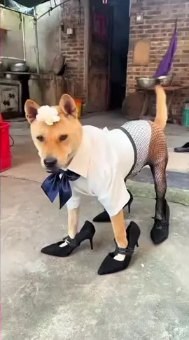 #粉丝一千万 #dog #funnyvideos #foryou #fypシ゚viral 