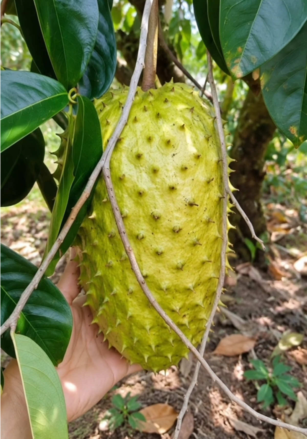 Combo 5 cây mãng cầu xiêm thái 