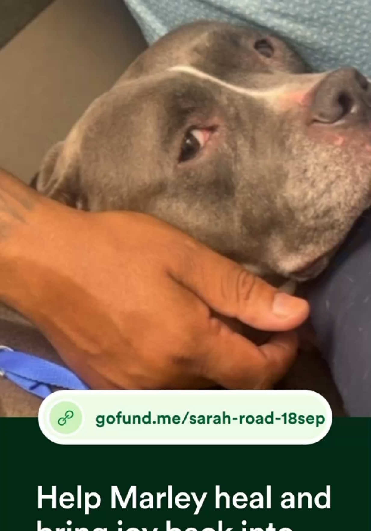 If yall could really help save my dogs life that would be amazing. I don’t want my baby to live in suffering and pain. If you can’t donate please spread awareness. I don’t want to have to let my baby go. #doglover #GoFundMe #spreadlove #dog #petlover 