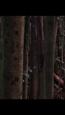If you go down to the woods today, you're in for a big SURPRISE!!! A horrifying sight of a ghostly figure watching you #nightmarefuel #woods #forests #halloween2026 