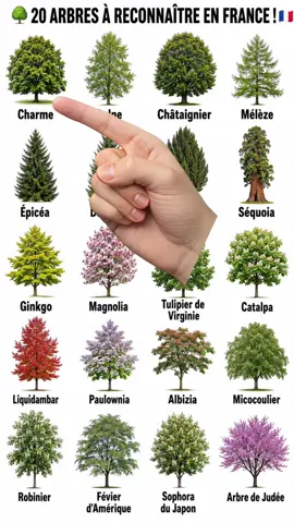 🌍 100 ARBRES À CONNAÎTRE ABSOLUMENT ! 🌳🇫🇷 | Saurez-vous tous les reconnaître ? #Arbres #Nature #Botanique #Foret #ArbresDeFrance 