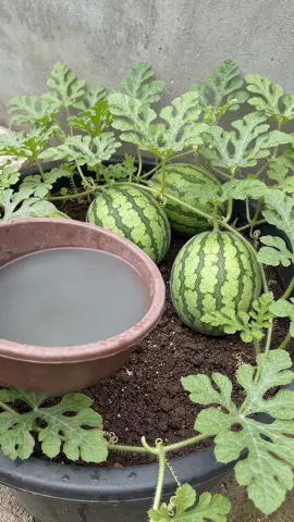 Como usar este metodo para abonar plantas #plantas 