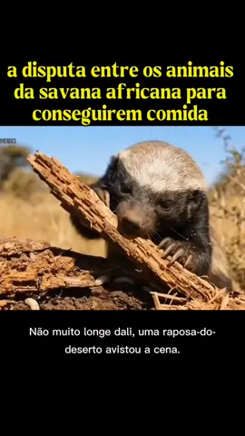 a disputa entre os animais da savana africana para conseguirem comida #reinoanimal #vidaselvagem #documentario 
