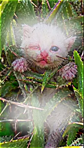 poor kitty 😞😞🐈