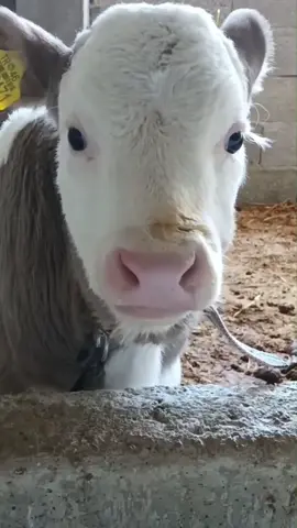 The cute little calf 😊#cute #baby #minicow #highlandcow #highlandcattle