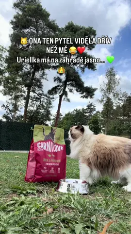 ❤️ ONA TEN PYTEL VIDĚLA DŘÍV NEŽ MĚ. 😂🐾 Na zahradě už na Uriellku čekala její oblíbená dobrota CARNILOVE.. a samozřejmě se nejdřív musela s pytlem pořádně pomazlit. 😹👑 Protože u nás opravdu platí, že láska prochází žaludkem. ❤️ 🦆 Kachna s bažantem 🌿 bez obilovin a brambor 💚 receptura pro sterilizované kočičky ✨ podpora trávení, krásné srsti i celkové kondice Pak už jen máma nasype do misky… a Uriellka? 😋 Křupe, baští a nakonec se spokojeně olízne. 👅❤️ A přesně tyhle obyčejné chvíle miluju nejvíc. 🥹 Protože když miluješ, víš, co jí dáváš do misky. ❤️🐾 #CARNILOVE #Ragdoll #RagdollCat #CatLove #CatLife