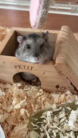 『何見てんのサ』って顔？🤭 #ハムスター #hamster #ジャンガリアン 